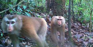 Paul - N pigtail Macaque