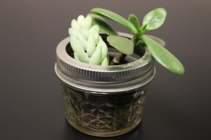 Succulent - small