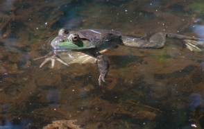 Frog - Detroit Zoo Family Education Programs