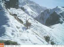 Trail camera - China ibex