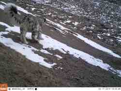 Snow leopards trail camera - China