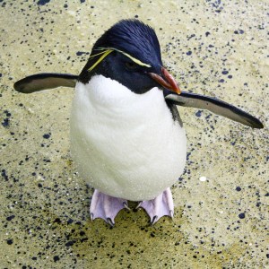 Rockhopper Penguin