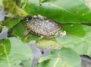 Blanding's turtle