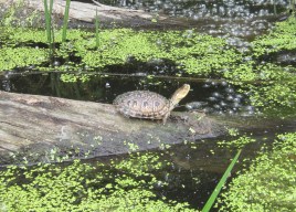 Blanding's turtle