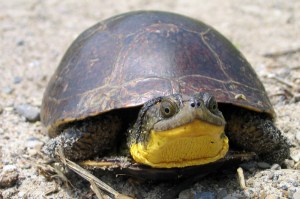 Blanding's turtle