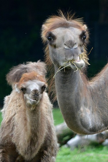 Camels - Suren and Humphrey - Roy Lewis