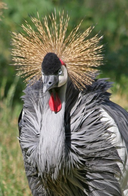 Gray-Crowned Crane - Carol Hunt