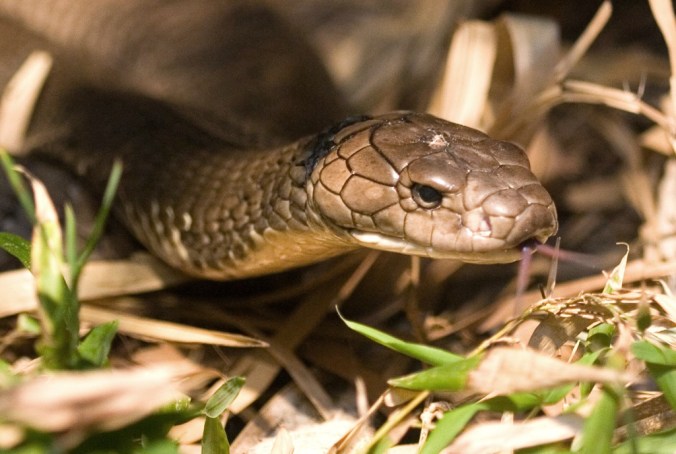 King Cobra - Jeff Jundt