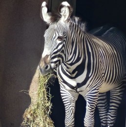 Patti Truesdell - Zebra