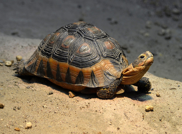 Tortoise - Roy Lewis