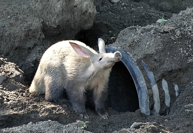 Kaatie the aardvark - Patti Truesdell