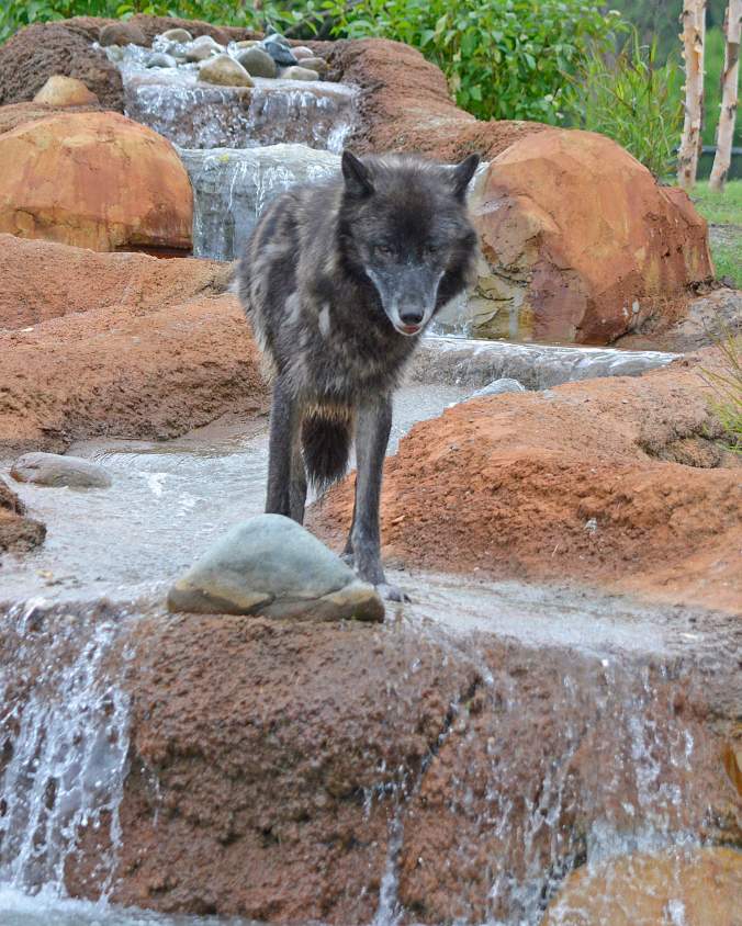 Wolf - Kaska - Roy Lewis