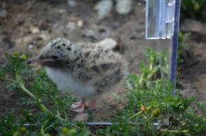 Photo by Cher Fajardo