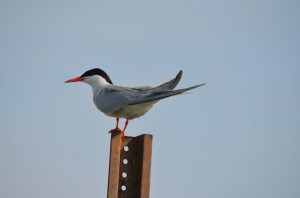 Photo by Cher Fajardo