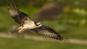 Osprey