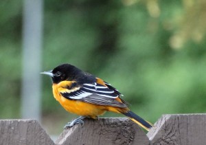 Photo by Patti Truesdell