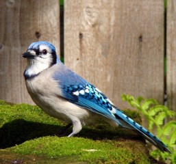 Photo by Patti Truesdell