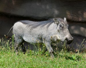 Warthog - Roy Lewis