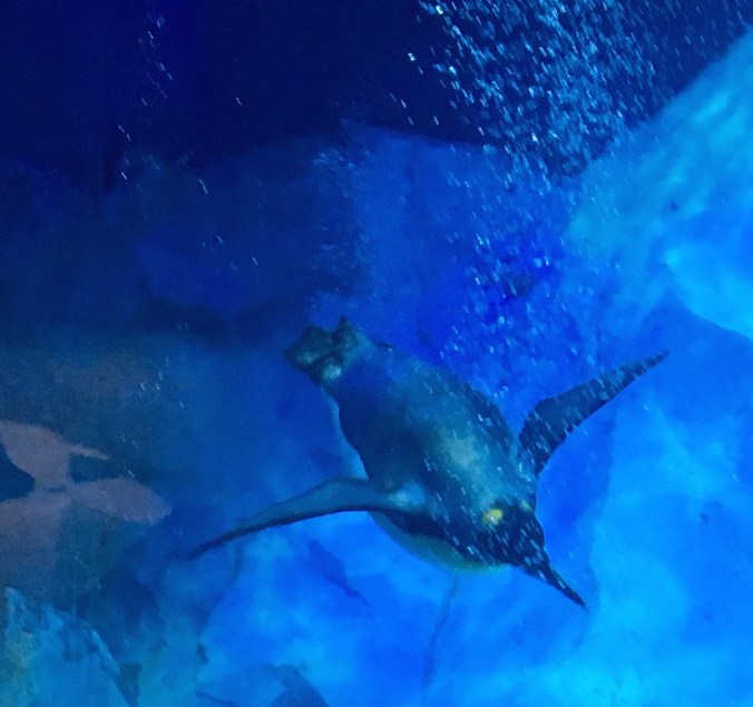 king-swimming-jennie-miller