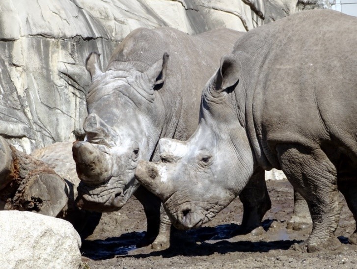 rhinos 2
