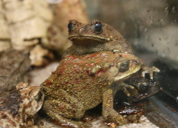 TX-black spiny toads