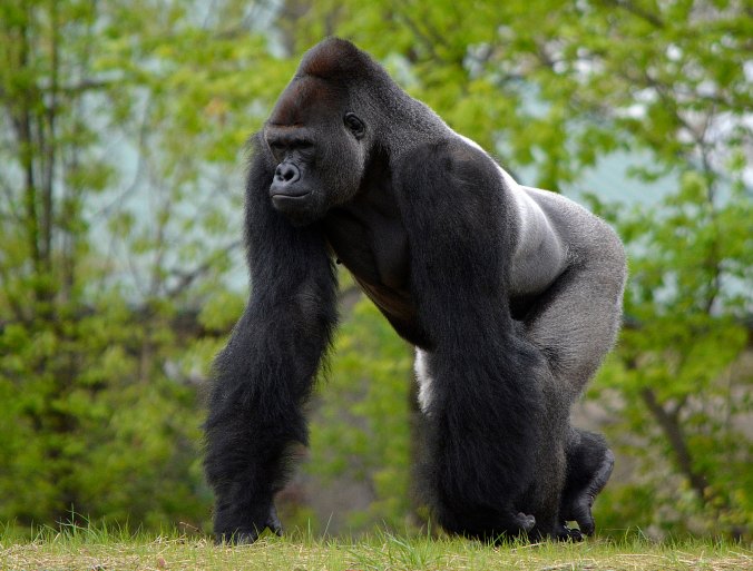 Gorilla 5 - Roy Lewis