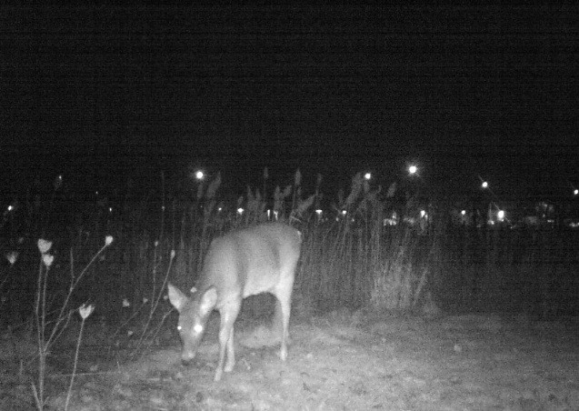 MOULTRIE DIGITAL GAME CAMERA