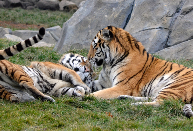 Screen Shot 2020-02-07 at 4.54.46 PM