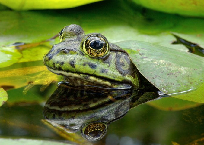 FrogWatch - Bullfrog