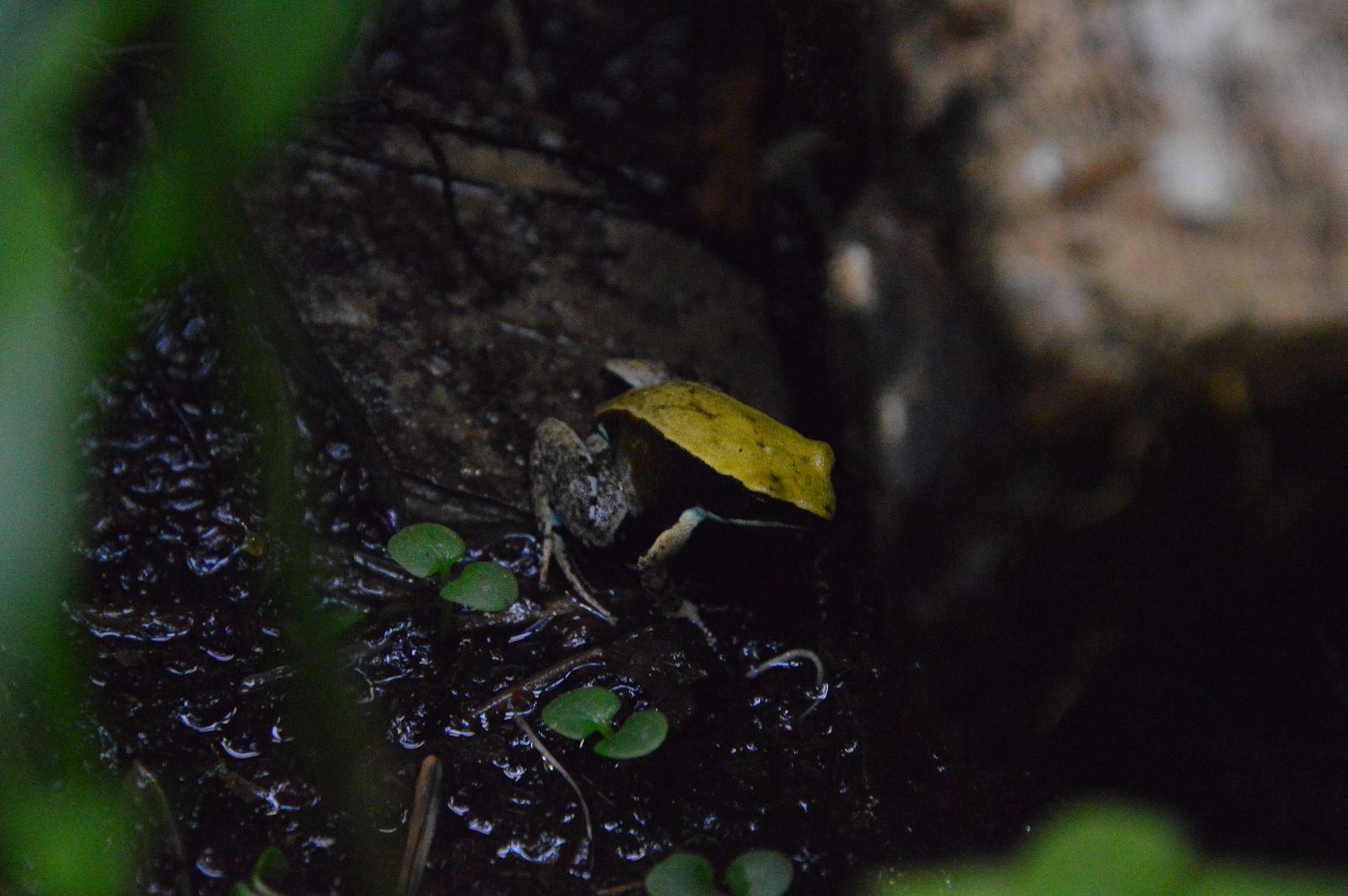 Green Mantella - Adam Dewey