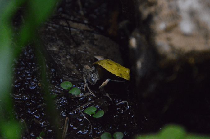 Green Mantella - Adam Dewey