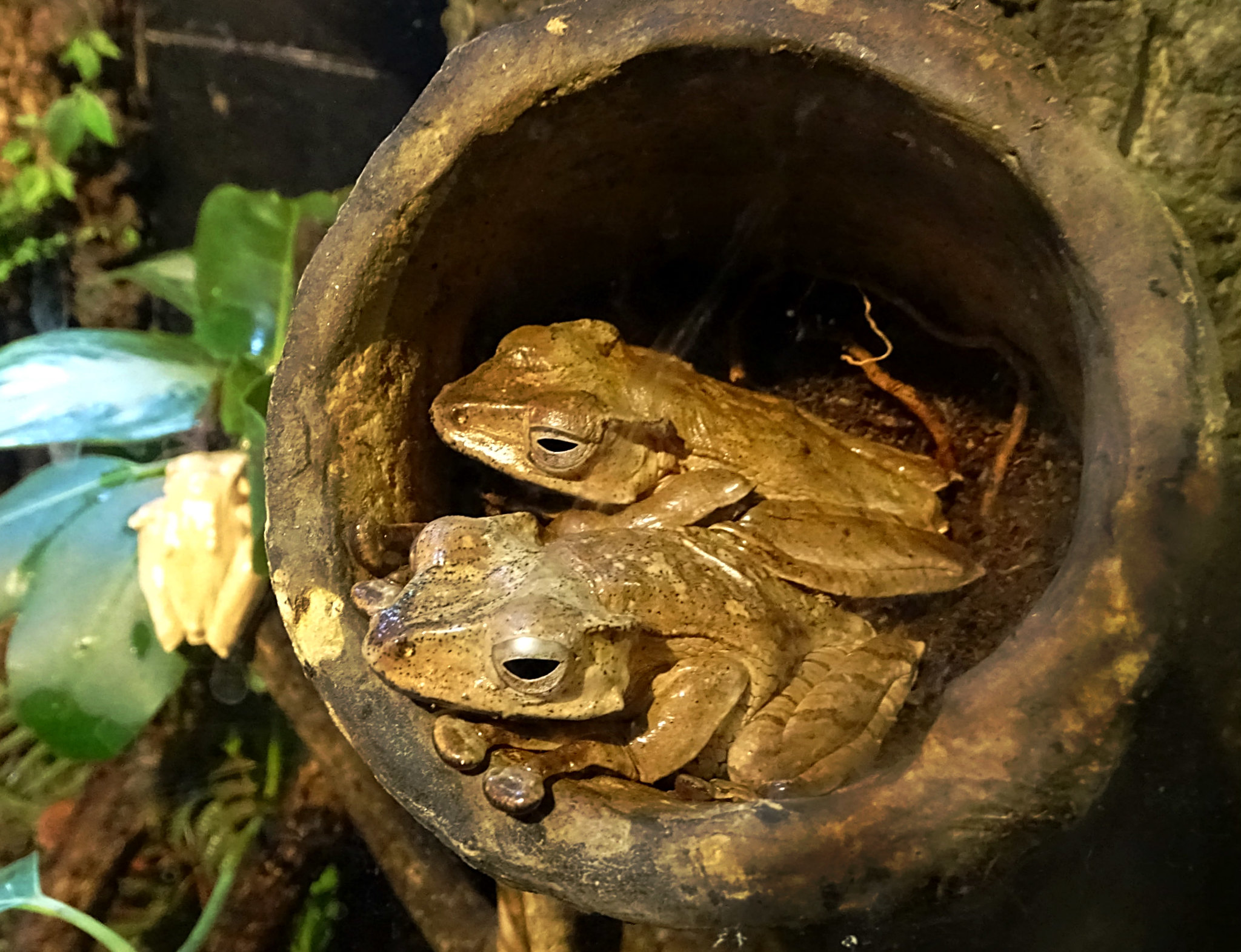PT Borneo eared frog