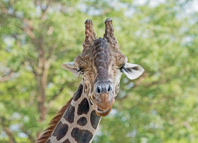 giraffe