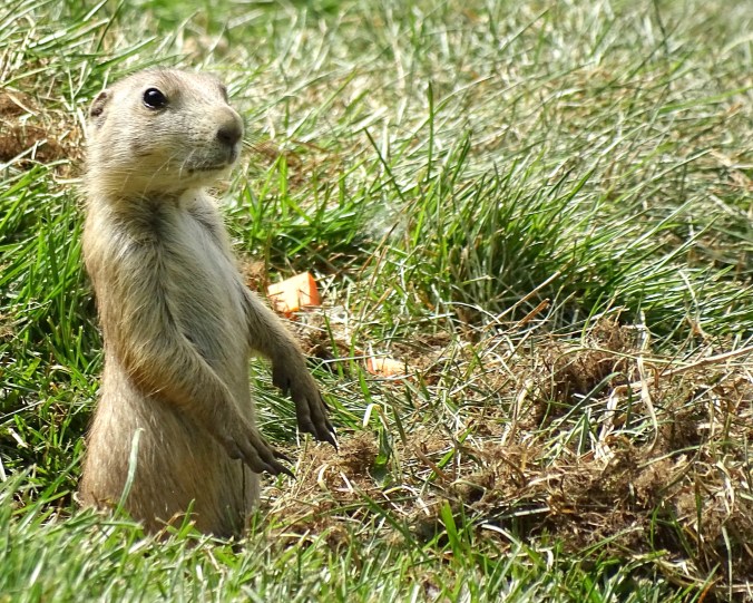 49989950532_b26d7aa5b8_k