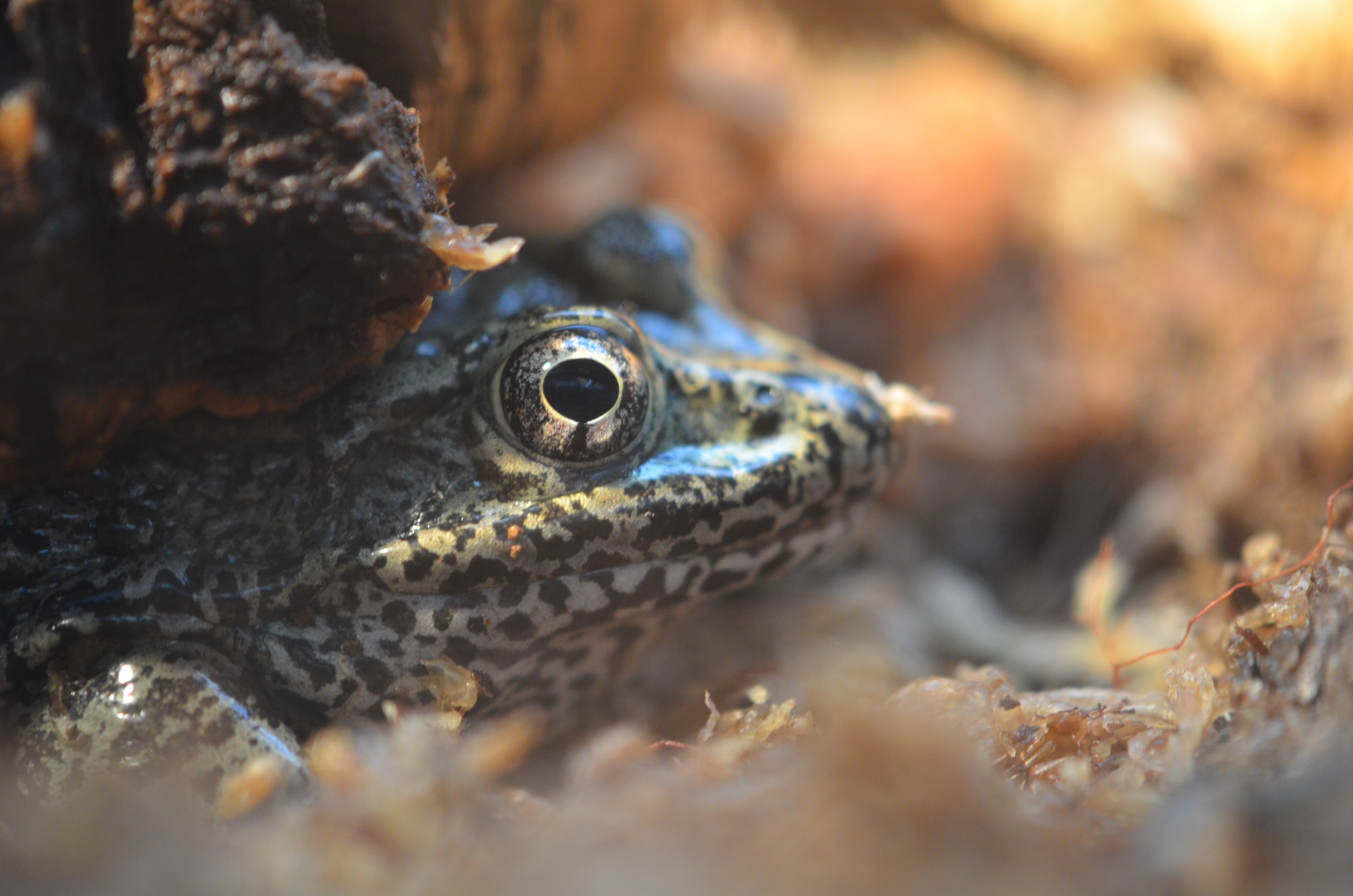 Gopher frog
