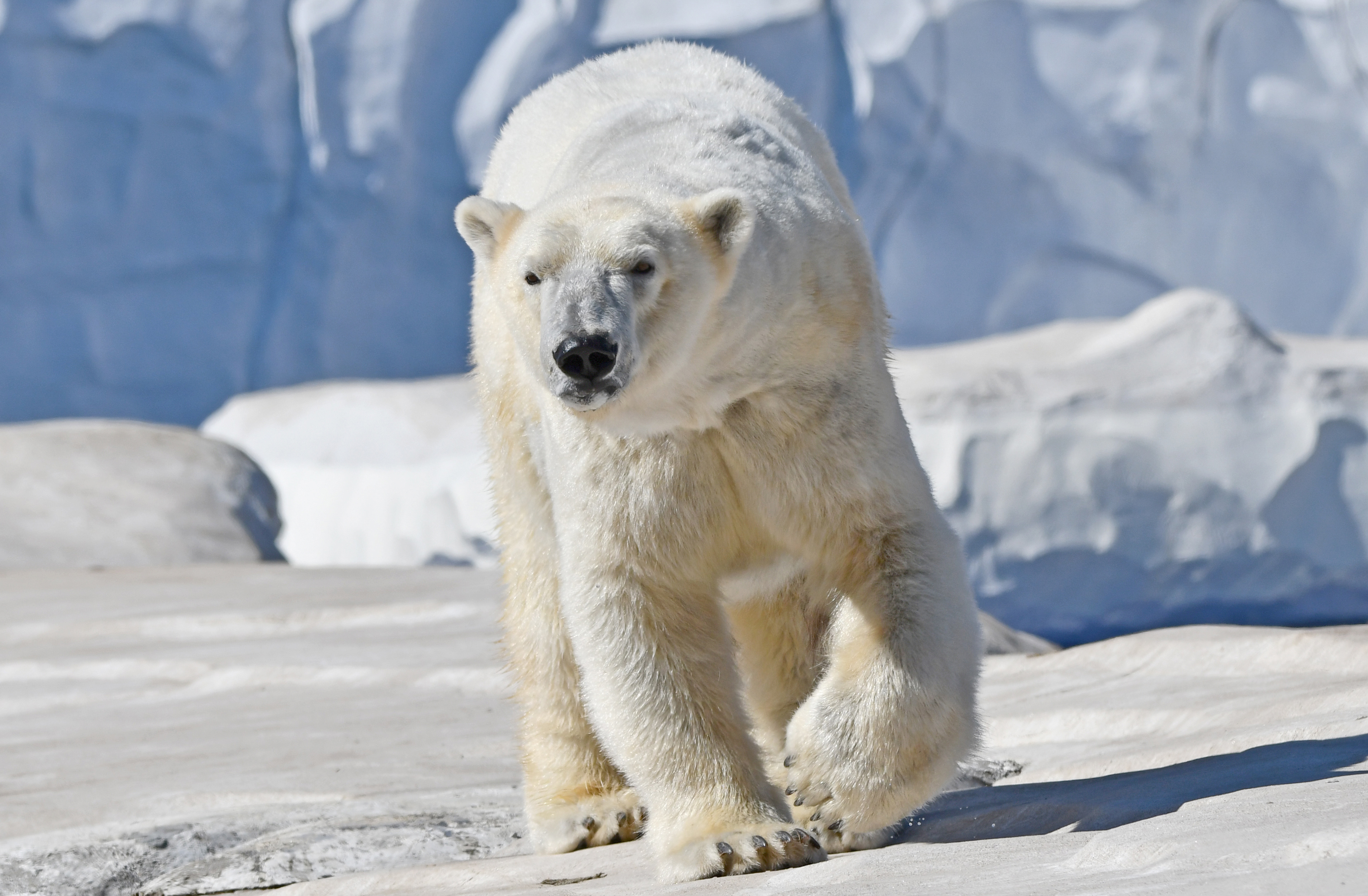 Polar Bear Denning: A Glimpse into Suka’s Cozy Retreat at the
Detroit Zoo