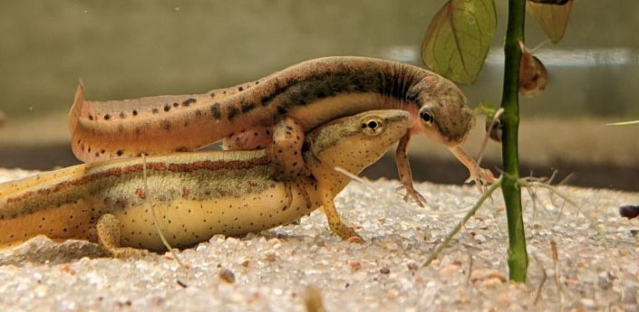 Collaboration in Conservation: A Striped Newt’s Story
